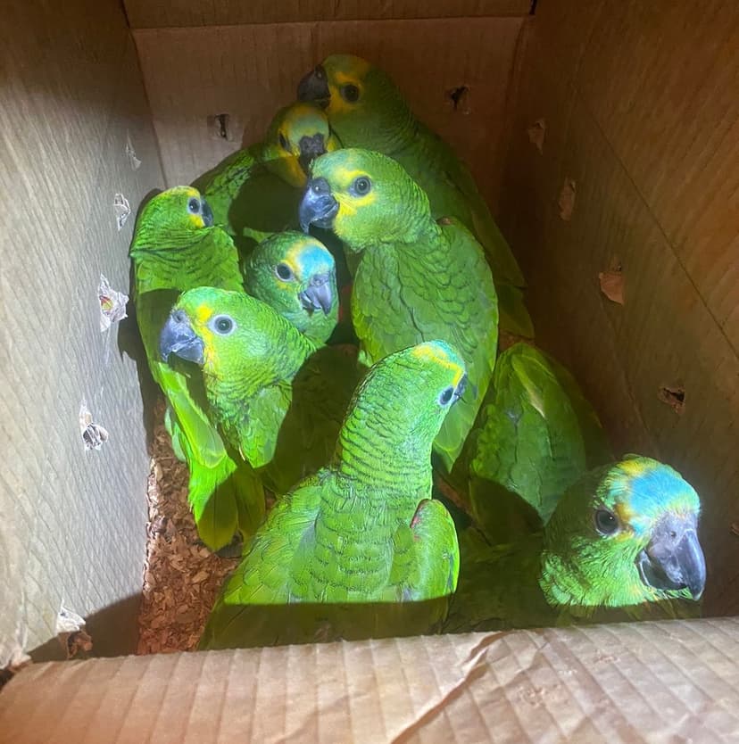 semarh-acolhe-aves-apreendidas-em-acao-da-policia-militar-contra-trafico-de-animais-silvestres-em-lagoa-do-barro