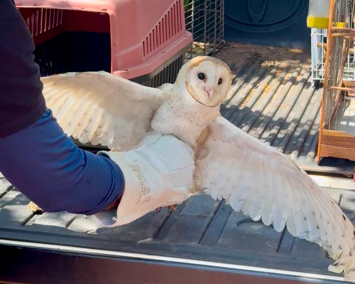 Semarh realiza a soltura de 204 animais aptos a vida livre em 2024