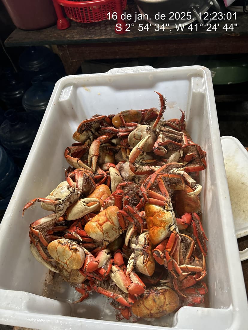 estabelecimentos-sao-autuados-e-15-kg-de-caranguejos-apreendidos-durante-operacao-deixa-o-caranguejo-namorar