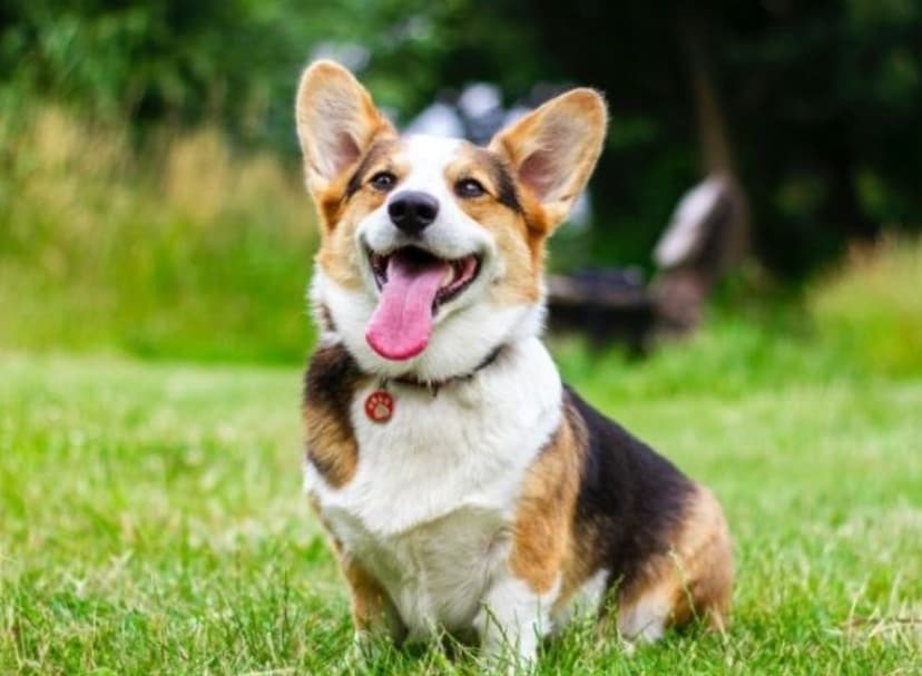 semarh-promove-solenidade-de-doacao-de-5-toneladas-de-racao-para-causa-animal