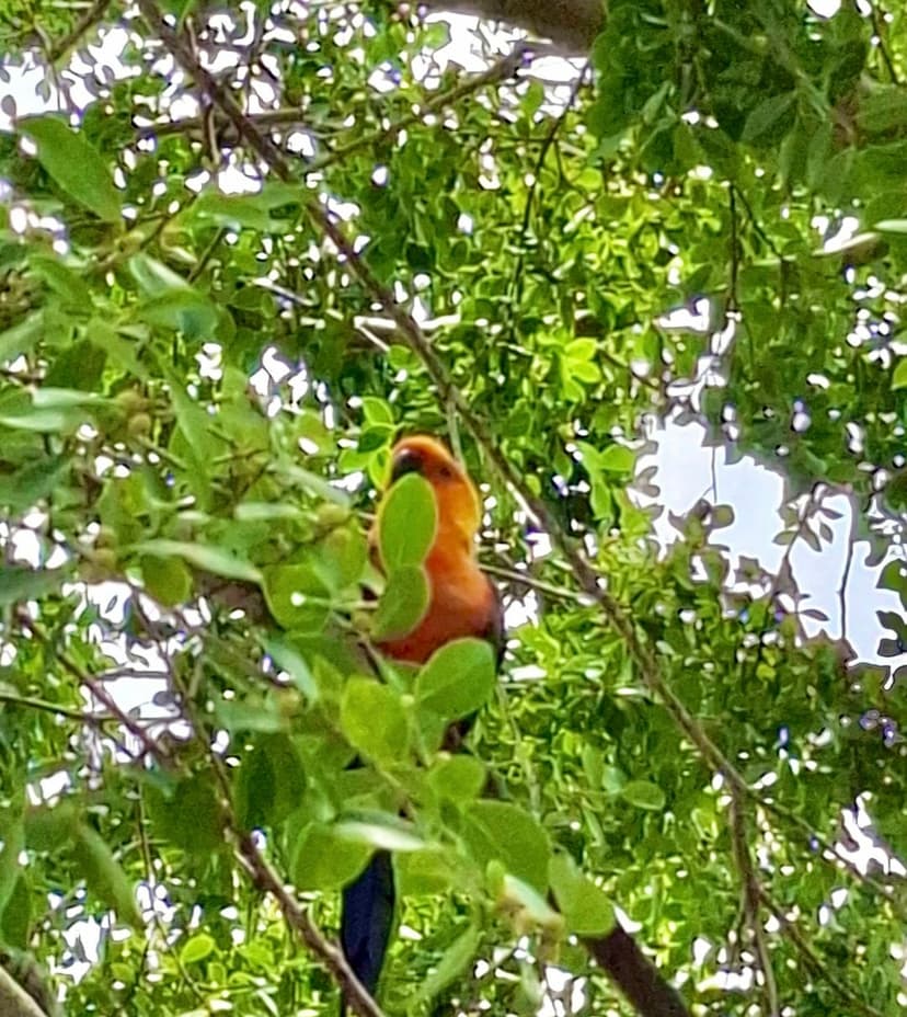 semarh-cadastra-mais-duas-areas-de-soltura-de-animais-silvestres-no-piaui