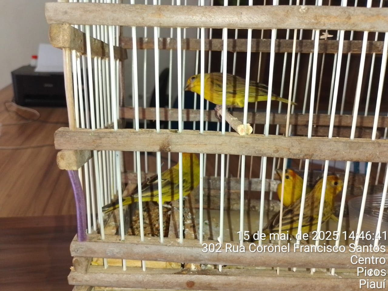 A última operação policial realizada em Picos, resultou na apreensão de 12 animais silvestres.