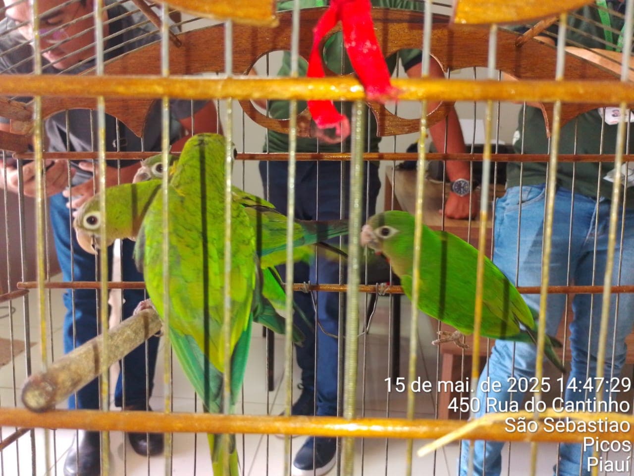 Semarh acolhe e recupera animais silvestres resgatados no Piauí