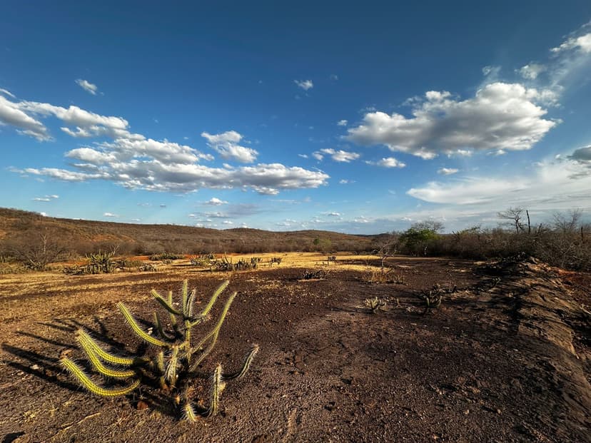 piaui-enfrenta-seca-em-todo-o-territorio-126-cidades-tem-situacao-de-emergencia-reconhecida
