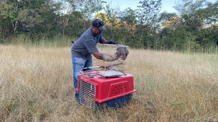 semarh-realiza-soltura-de-50-animais-silvestres-reabilitados-no-norte-do-piaui