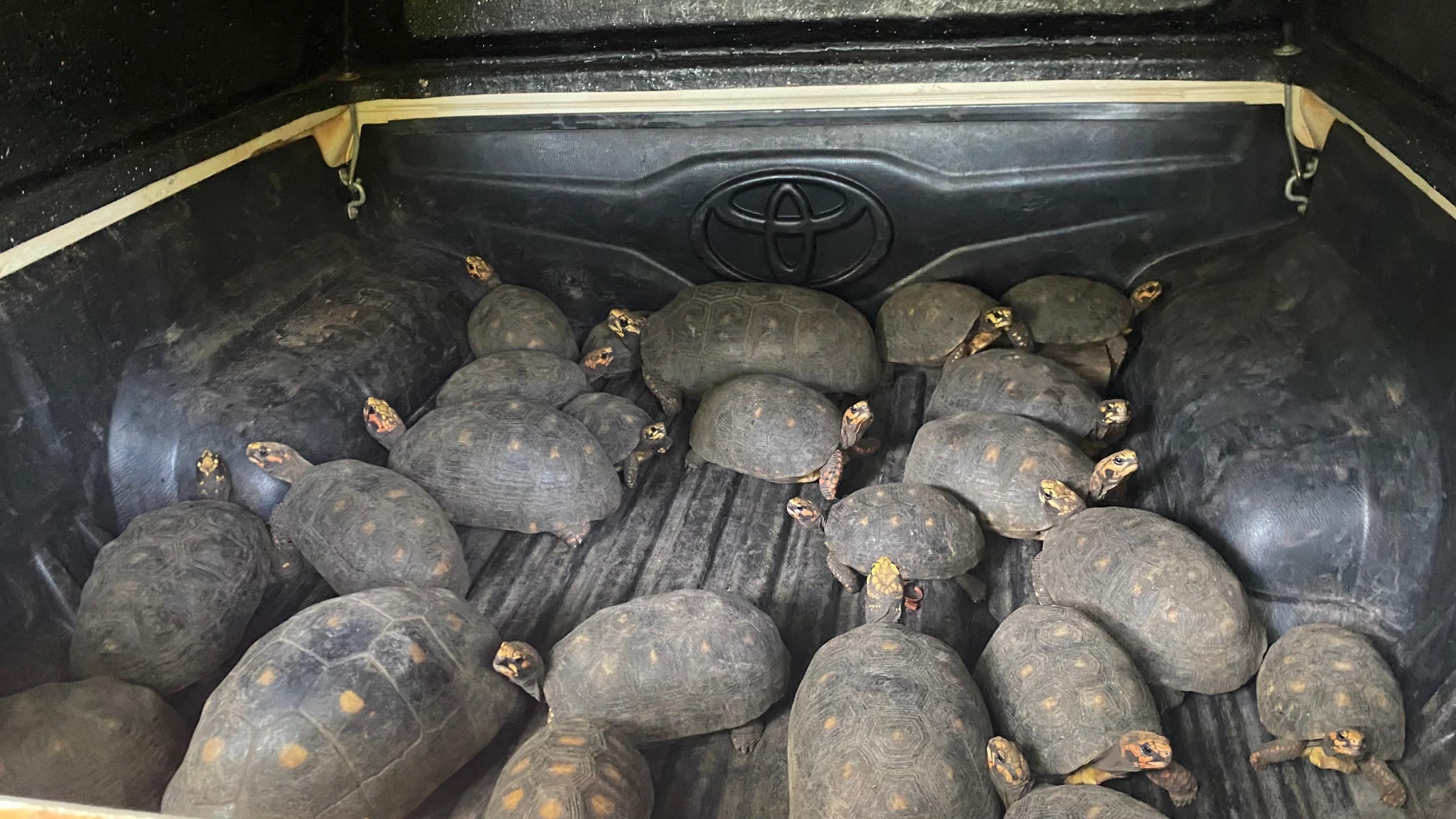 Jabutis aguardando a soltura