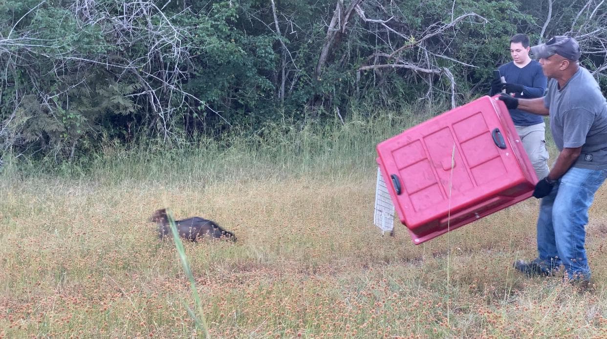 Soltura do cachorro do mato