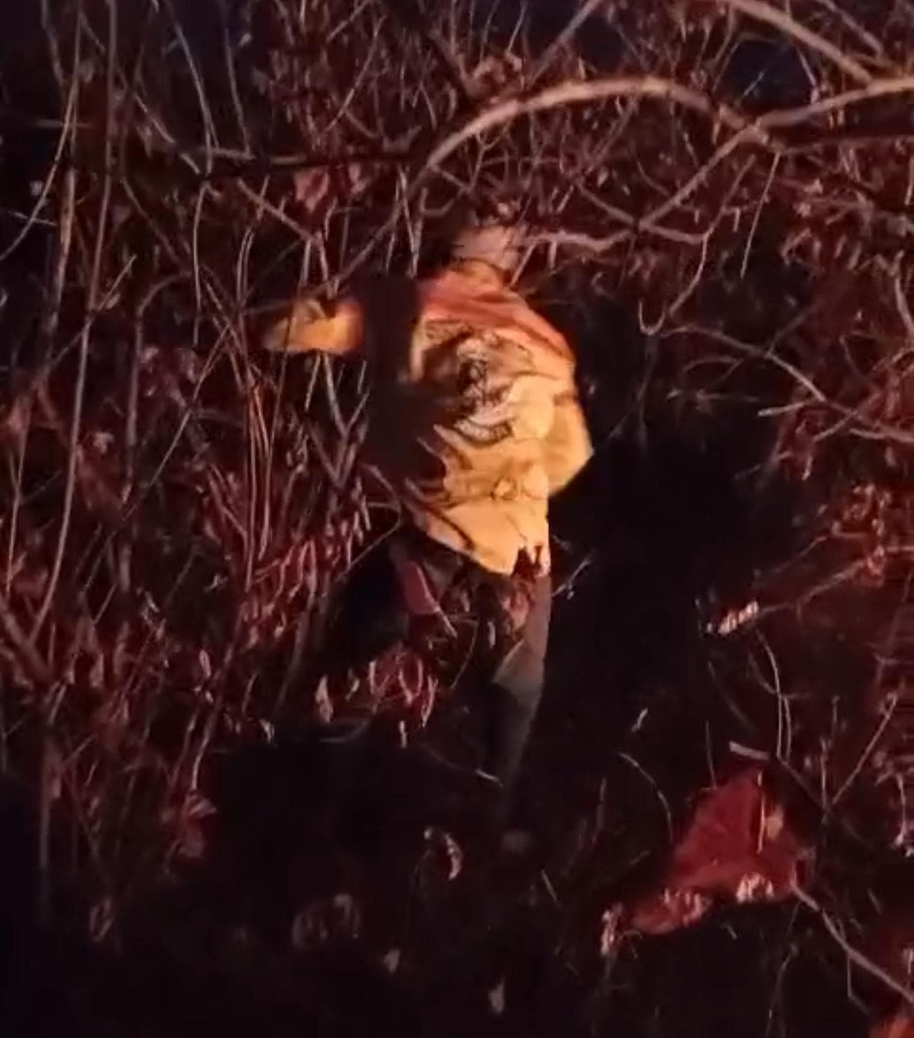 Brigadista combatendo o fogo