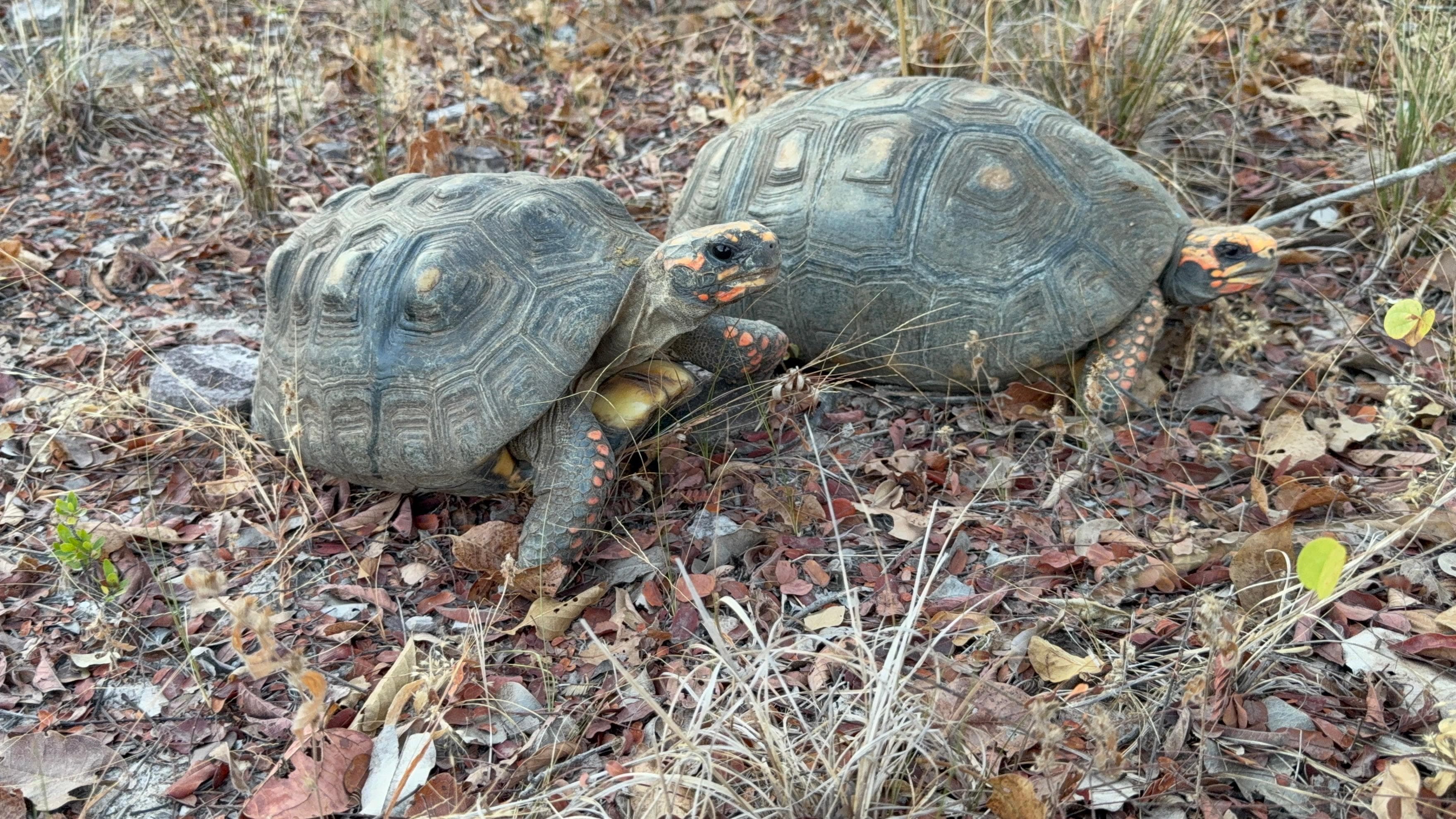 Jabutis que também retornaram para a natureza