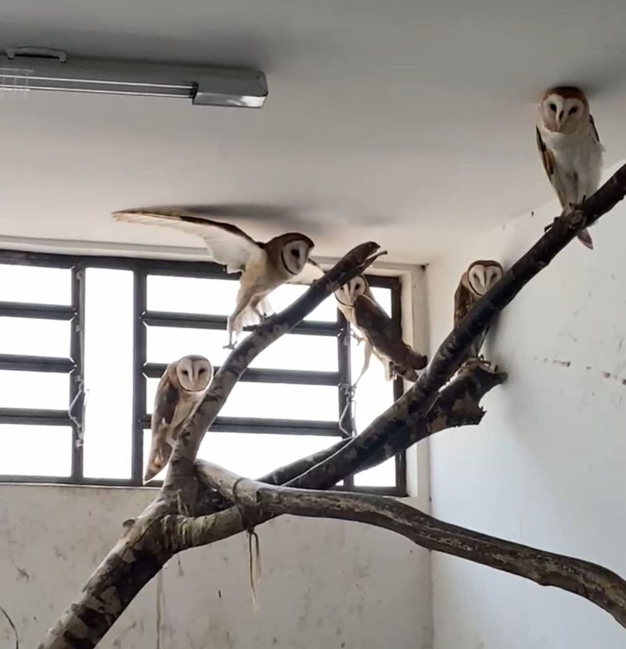 Semarh realiza transferência de corujas adultas, resgatadas ainda filhotes no início do ano