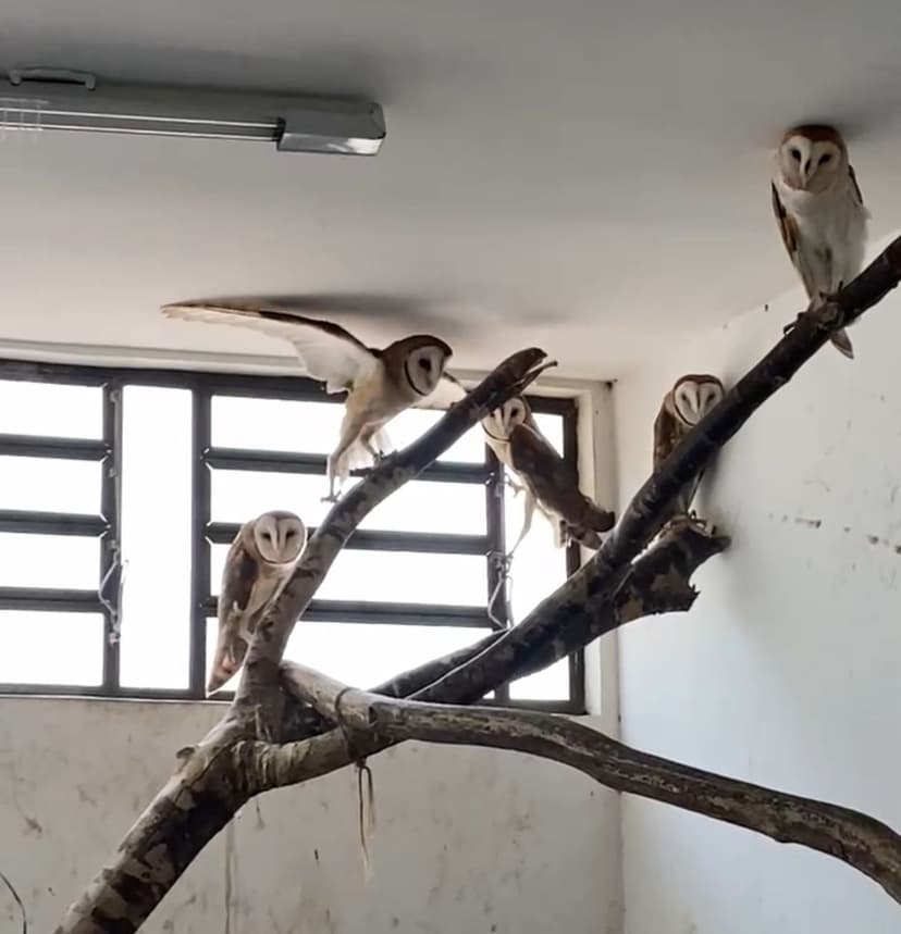 semarh-realiza-transferencia-de-corujas-adultas-resgatadas-ainda-filhotes-no-inicio-do-ano