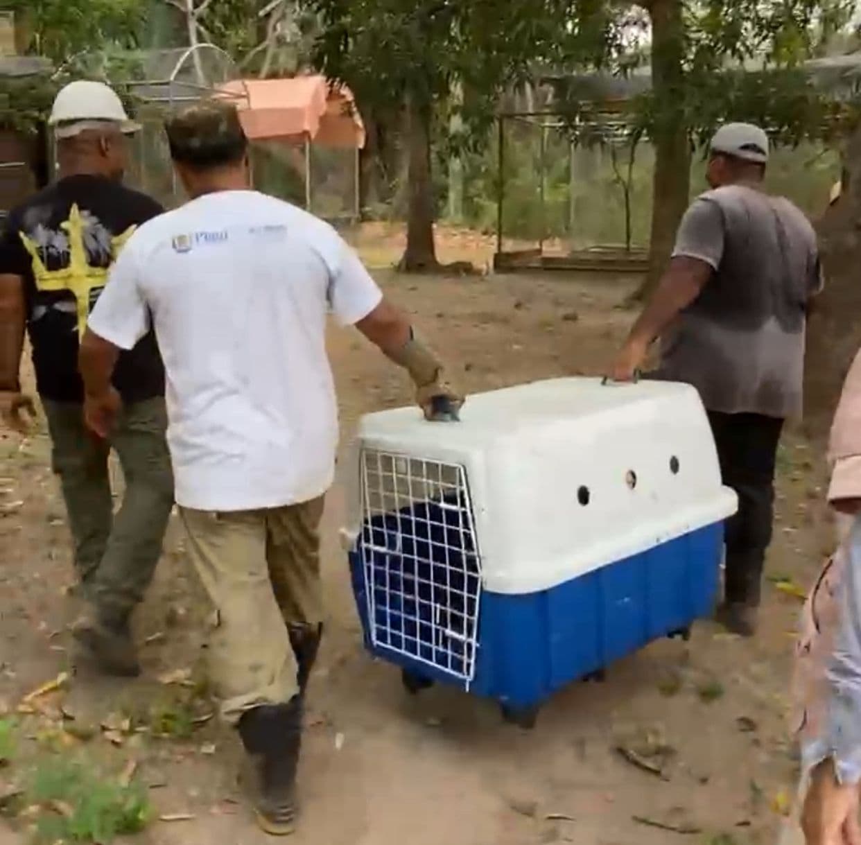 Semarh realiza transferência de corujas adultas, resgatadas ainda filhotes no início do ano