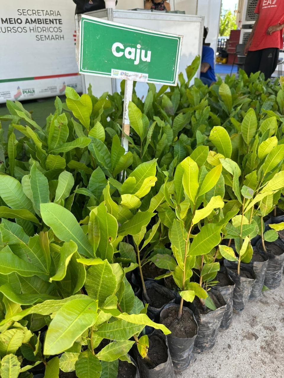 Semarh distribuirá 15 mil mudas no 4º Congresso das Cidades do Piauí