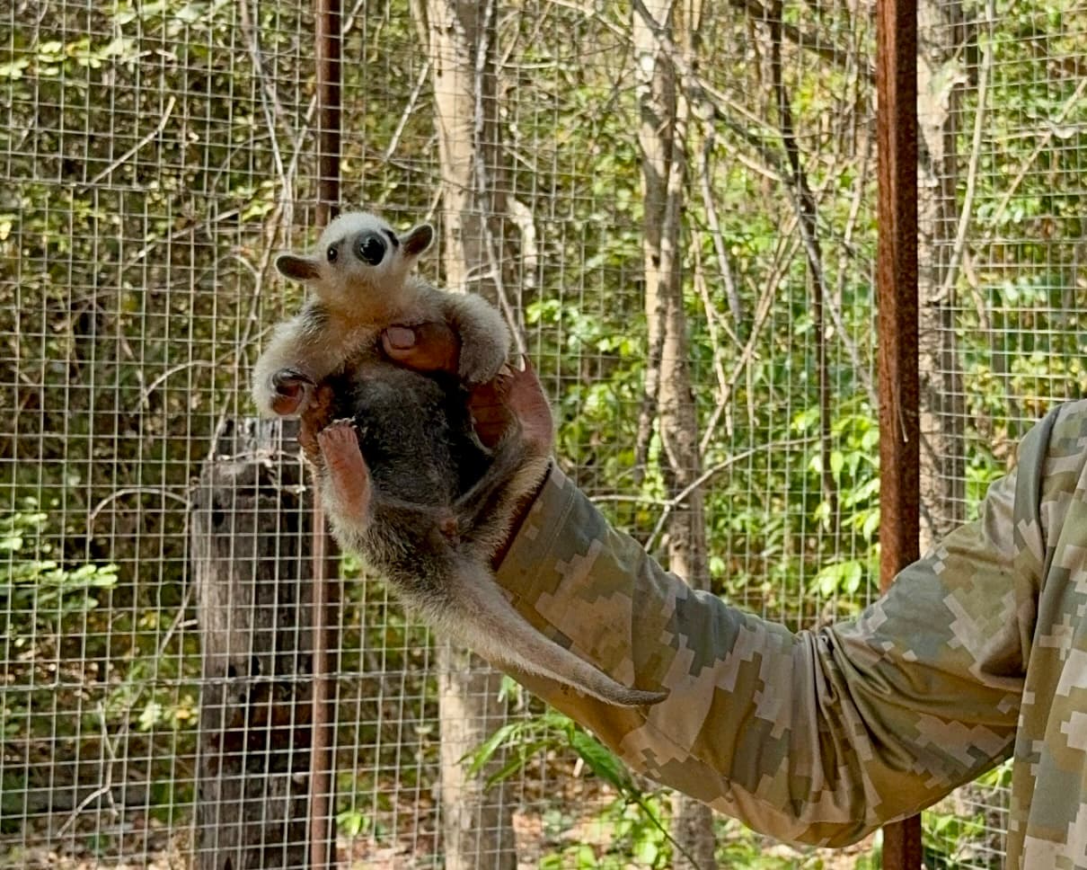Mais de 70 animais seguem sob manejo no Cetas para voltarem à natureza