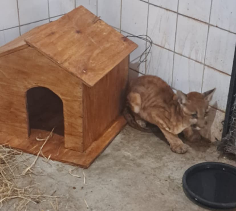 filhote-de-onca-parda-resgatado-no-piaui-evolui-bem-apos-uma-semana-de-cuidados-no-cetas