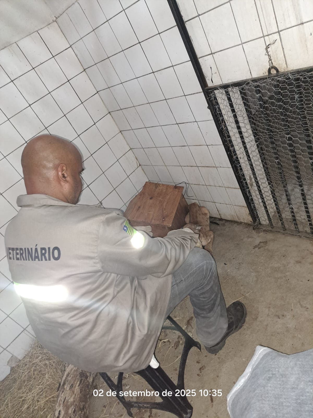 Filhote de onça-parda resgatado no Piauí Evolui bem após uma semana de cuidados no CETAS