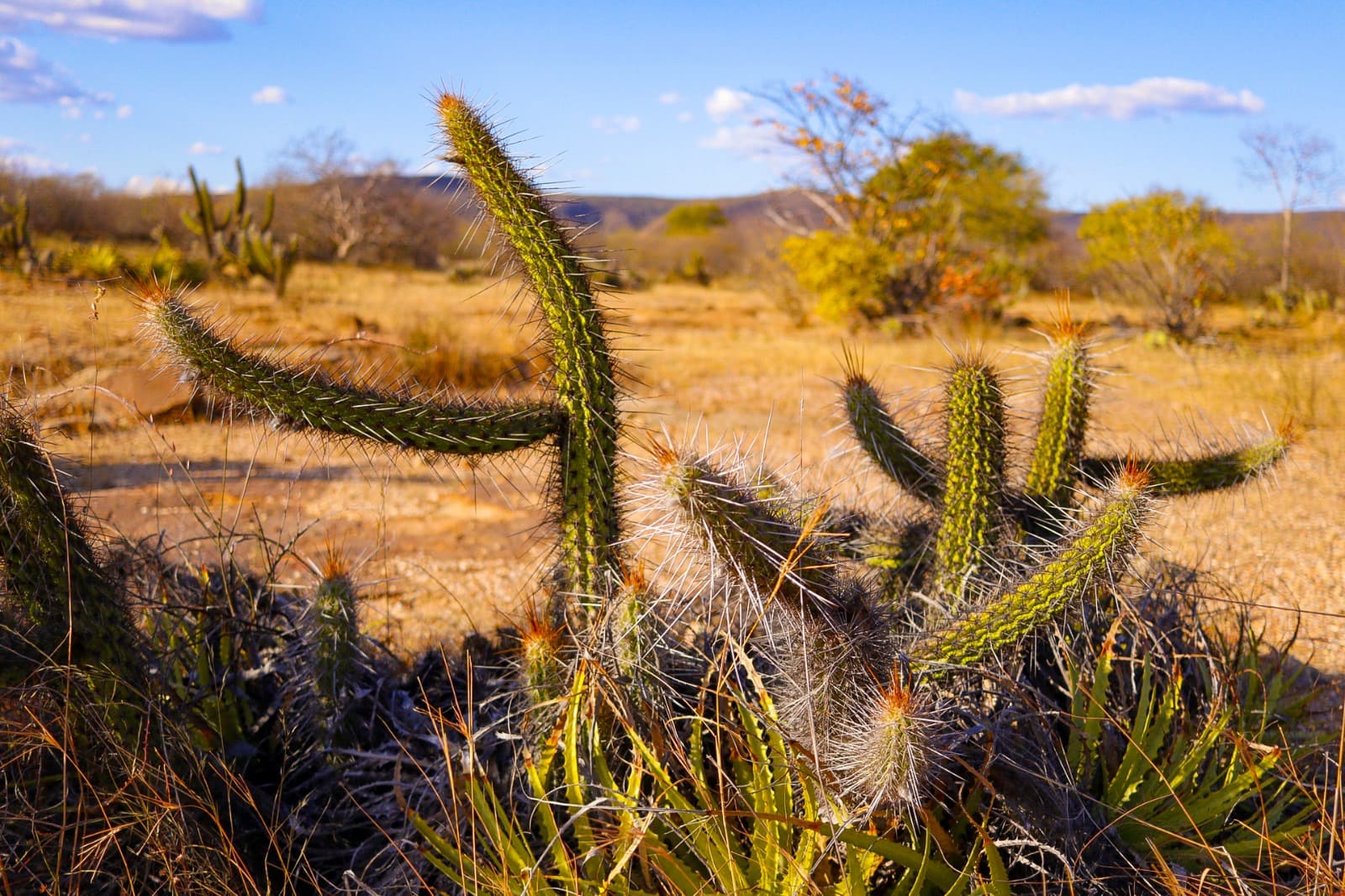 11 de setembro - Dia do Cerrado