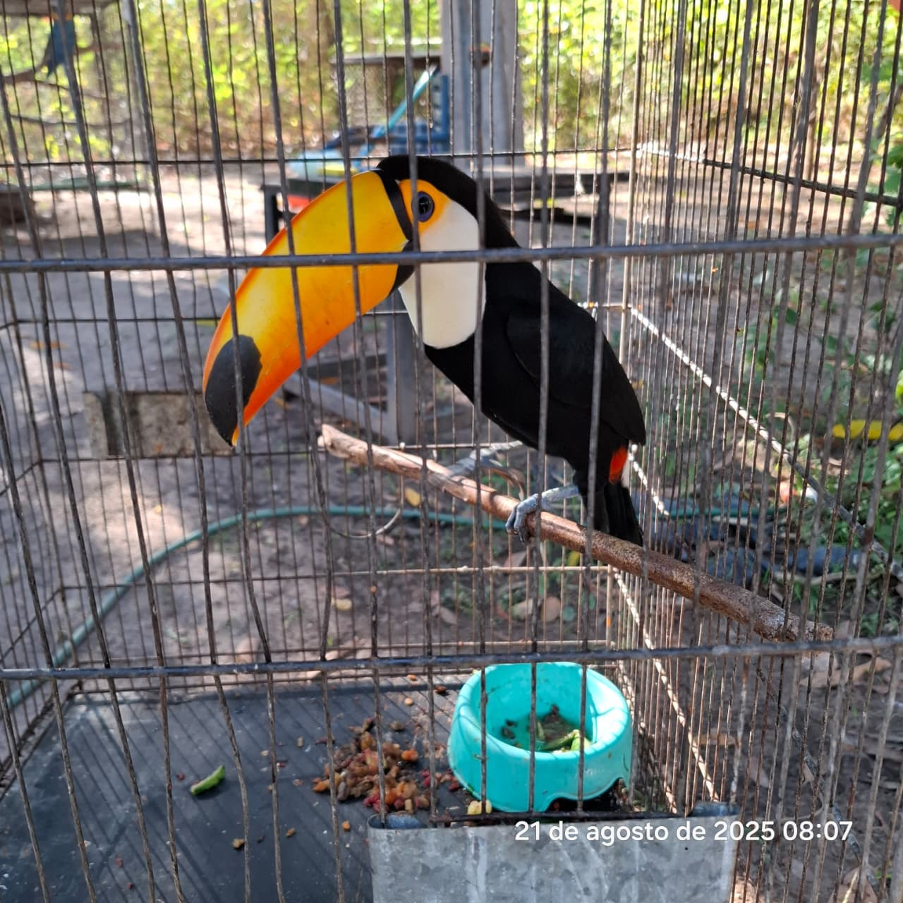 No Dia de Defesa da Fauna, Piauí celebra com soltura de 26 animais reabilitados