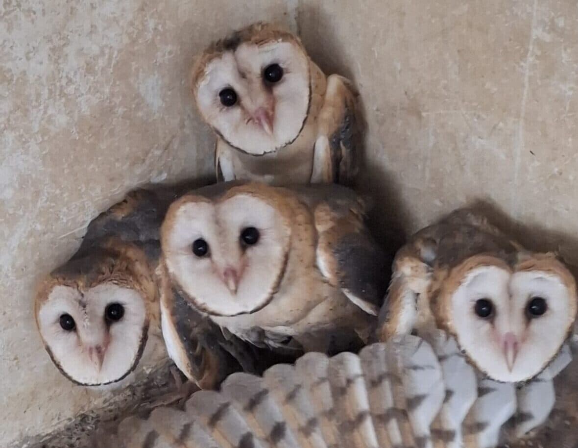 Animais se reccuperando no Cetas.