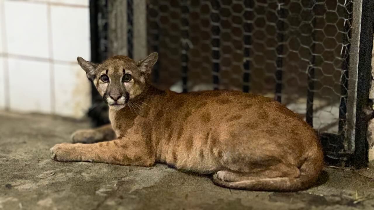 Nazaré, a oncinha do Piauí, ganha nome no Dia dos Animais