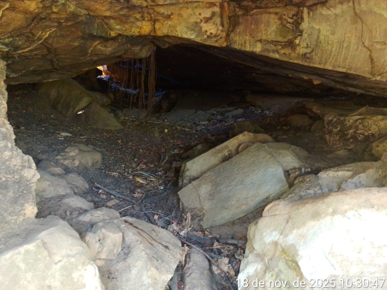 Soltura de macacos-prego na Serra Negra reforça compromisso do Piauí com a fauna silvestre