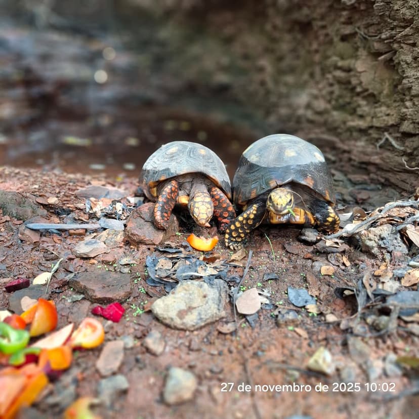 semarh-promove-nova-acao-de-soltura-e-devolve-quase-50-animais-silvestres-as-reservas-do-norte-do-piaui
