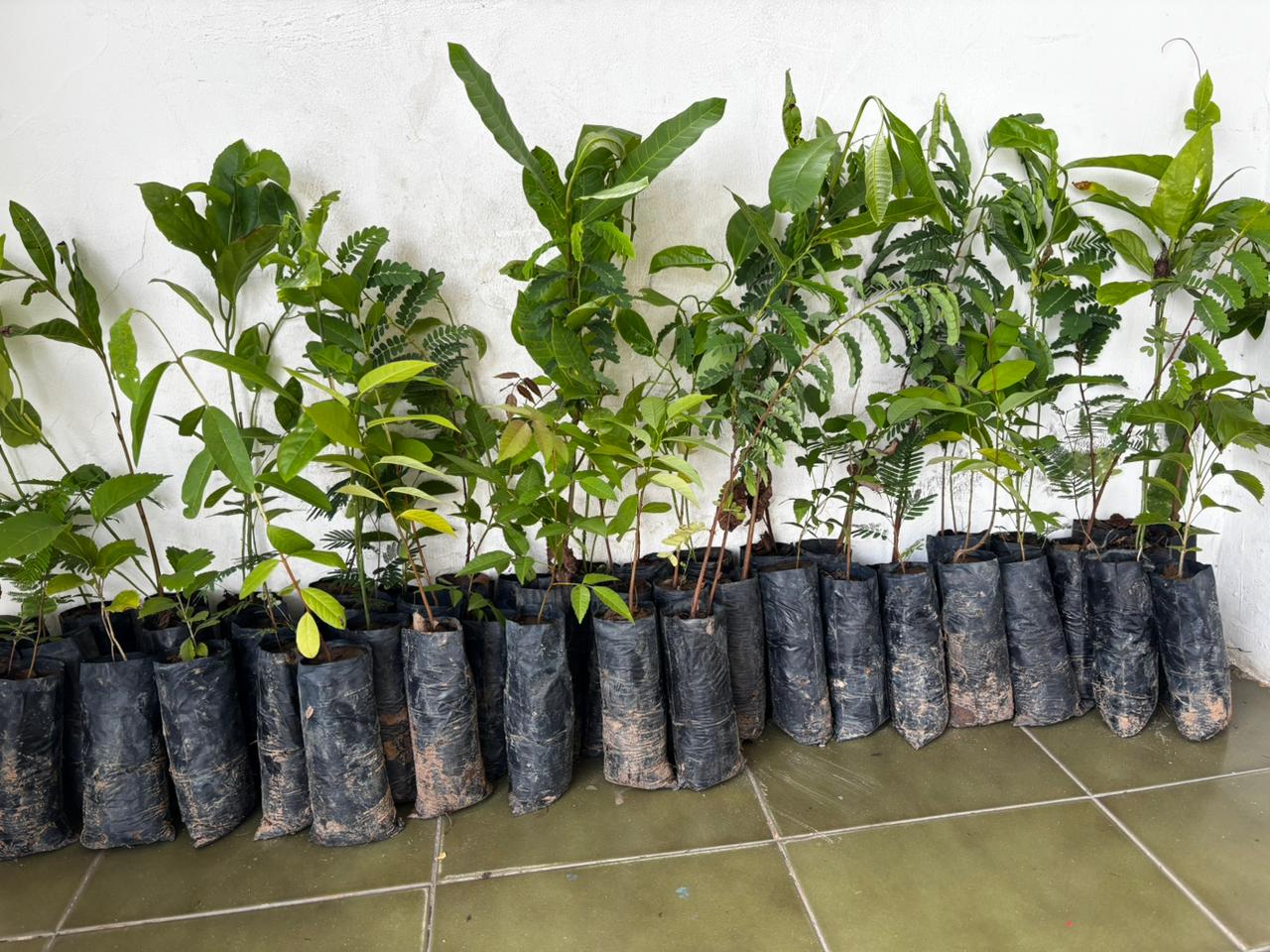 Semarh amplia reflorestamento no Piauí e entrega 26 mil mudas em nova etapa do Proverde