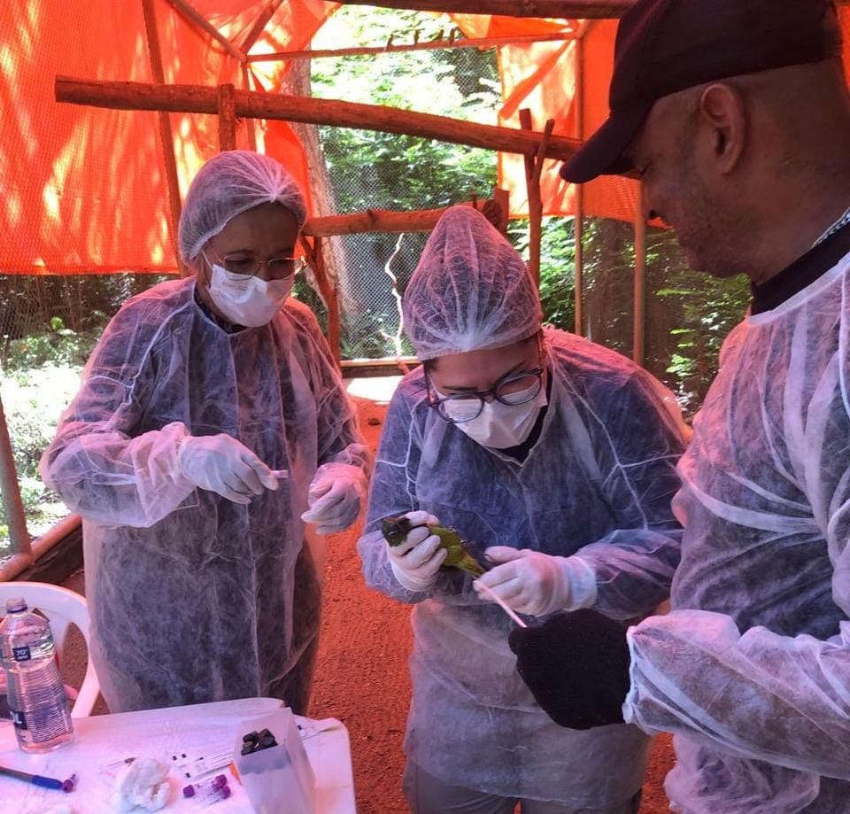 Semarh realiza exames para garantir solturas seguras de espécimes de fauna silvestre no Piauí