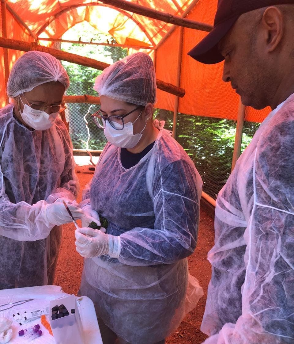 Semarh realiza exames para garantir solturas seguras de espécimes de fauna silvestre no Piauí