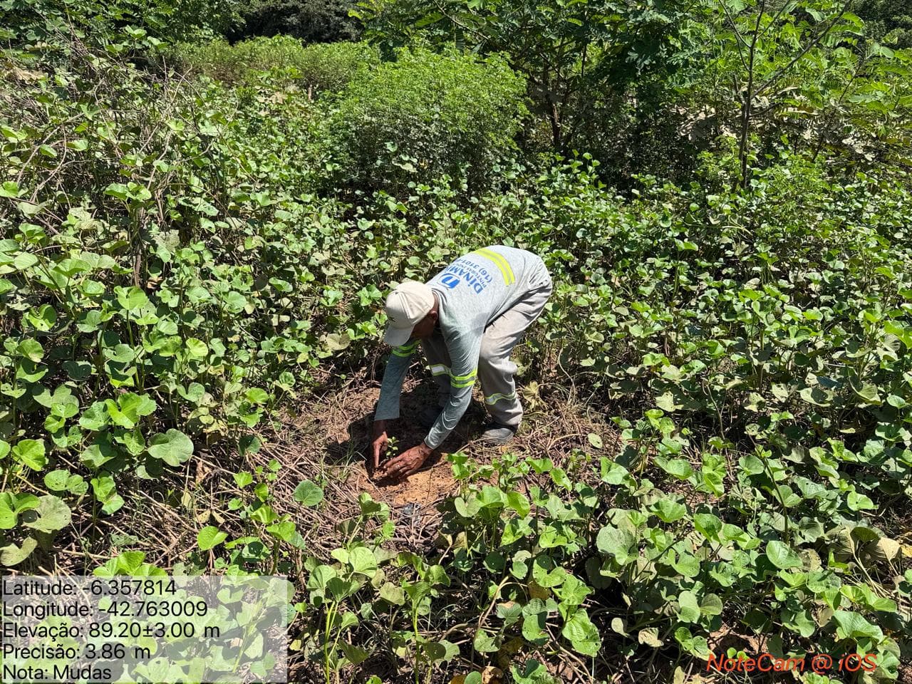 Recuperação de matas ciliares avança no Mimbó com apoio da Semarh
