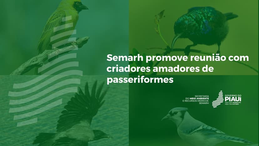 semarh-promove-reuniao-com-criadores-amadores-de-passeriformes