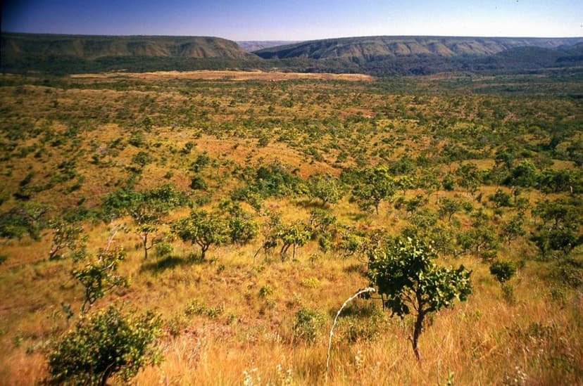 piaui-reduz-10-do-desmatamento-no-cerrado-e-amplia-fiscalizacao-em-237