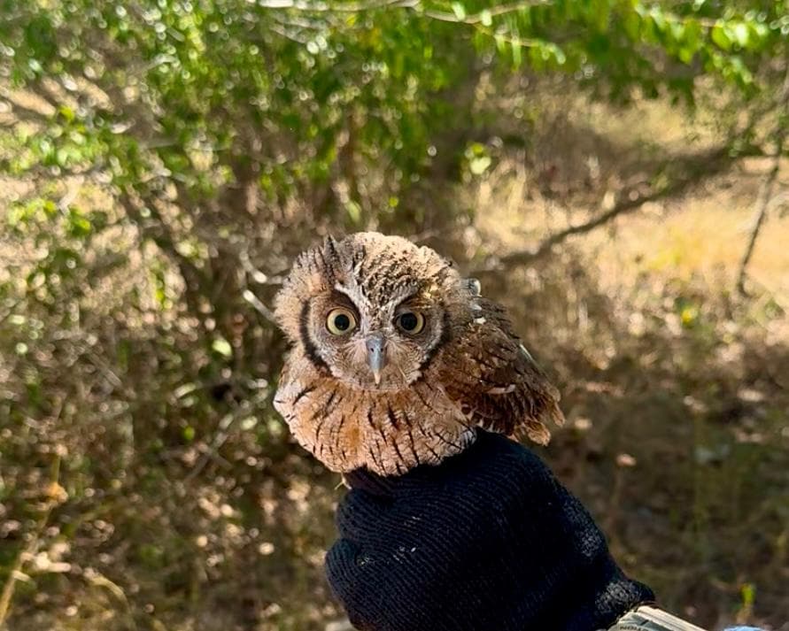 Semarh realiza a soltura de 204 animais aptos a vida livre em 2024