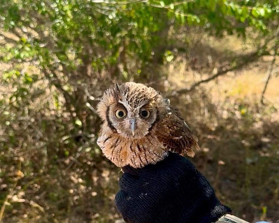 Programas de Proteção à Fauna Silvestre e aos Animais de Companhia são instituidos no Piauí