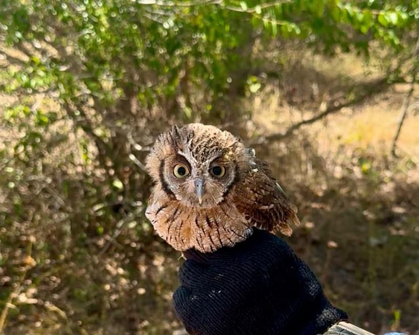 programas-de-protecao-a-fauna-silvestre-e-aos-animais-de-companhia-sao-instituidos-no-piaui