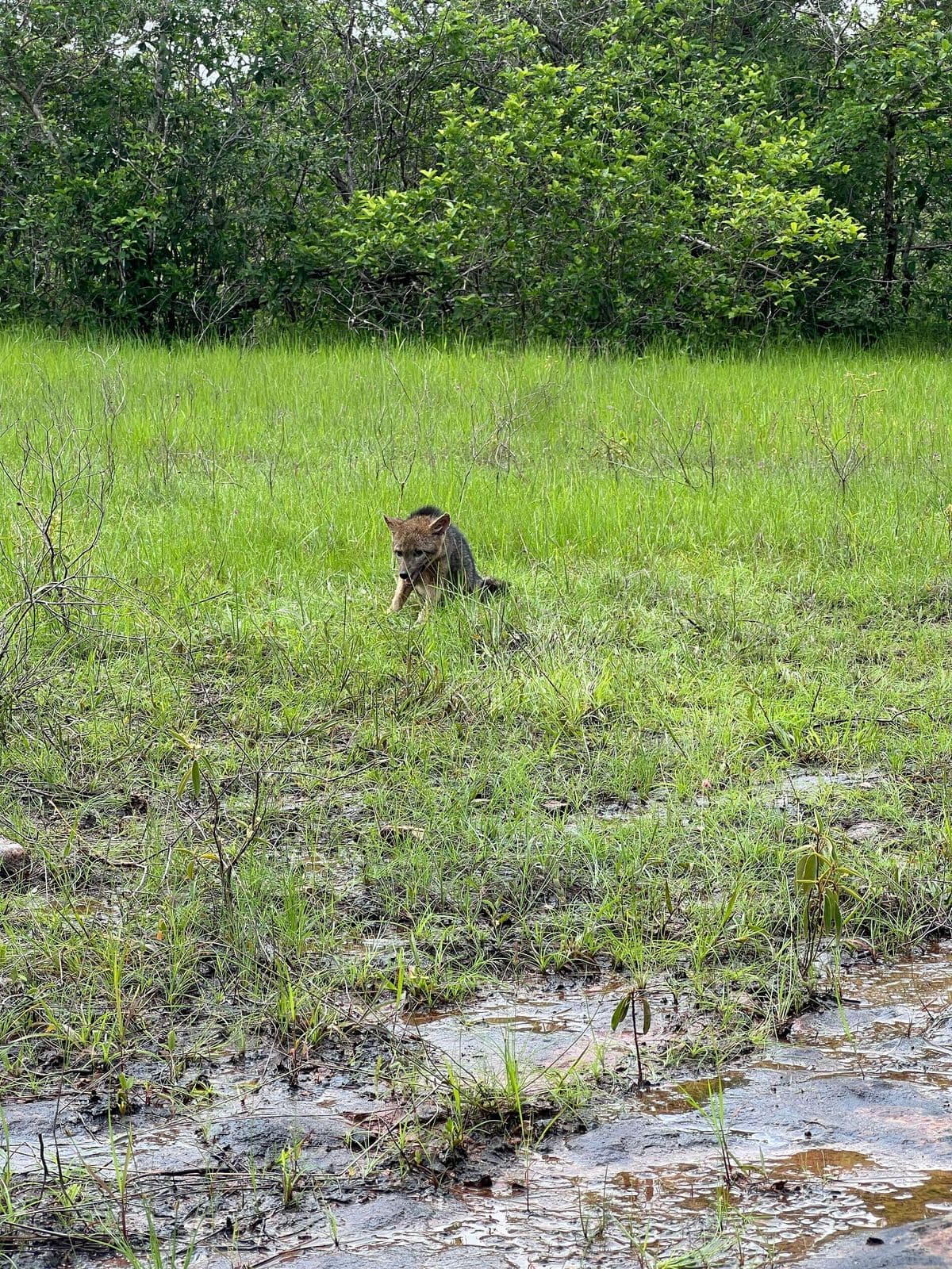 Fêmea de cachorro-do-mato resgatada é reabilitada e devolvida à natureza após sofrer atropelamento