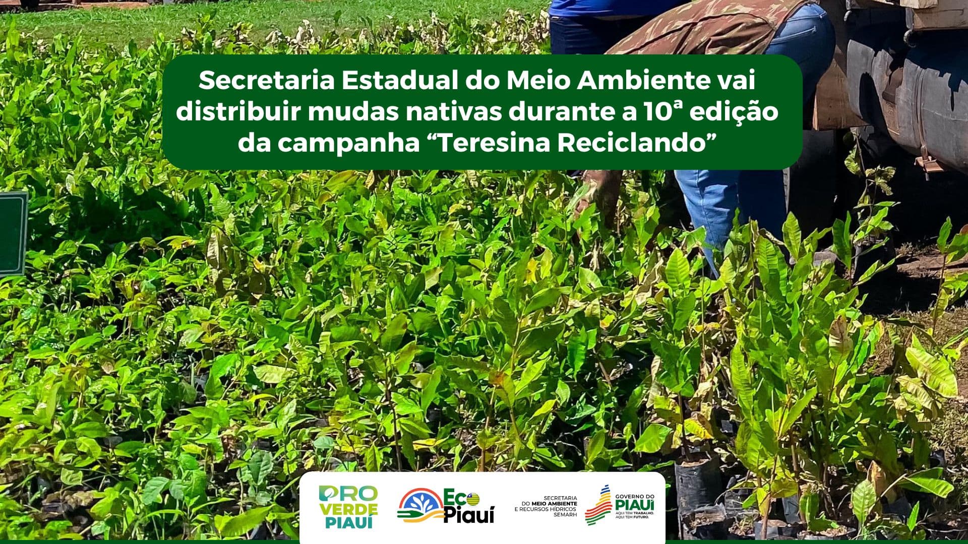 Semarh distribuirá mudas na 10ª edição da campanha “Teresina Reciclando”