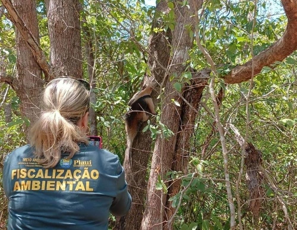 Iniciativas em destaque são o fortalecimento das Unidades de Conservação, o apoio a pesquisas científicas, programas de educação ambiental em comunidades e escolas, e apoio a causa animal.