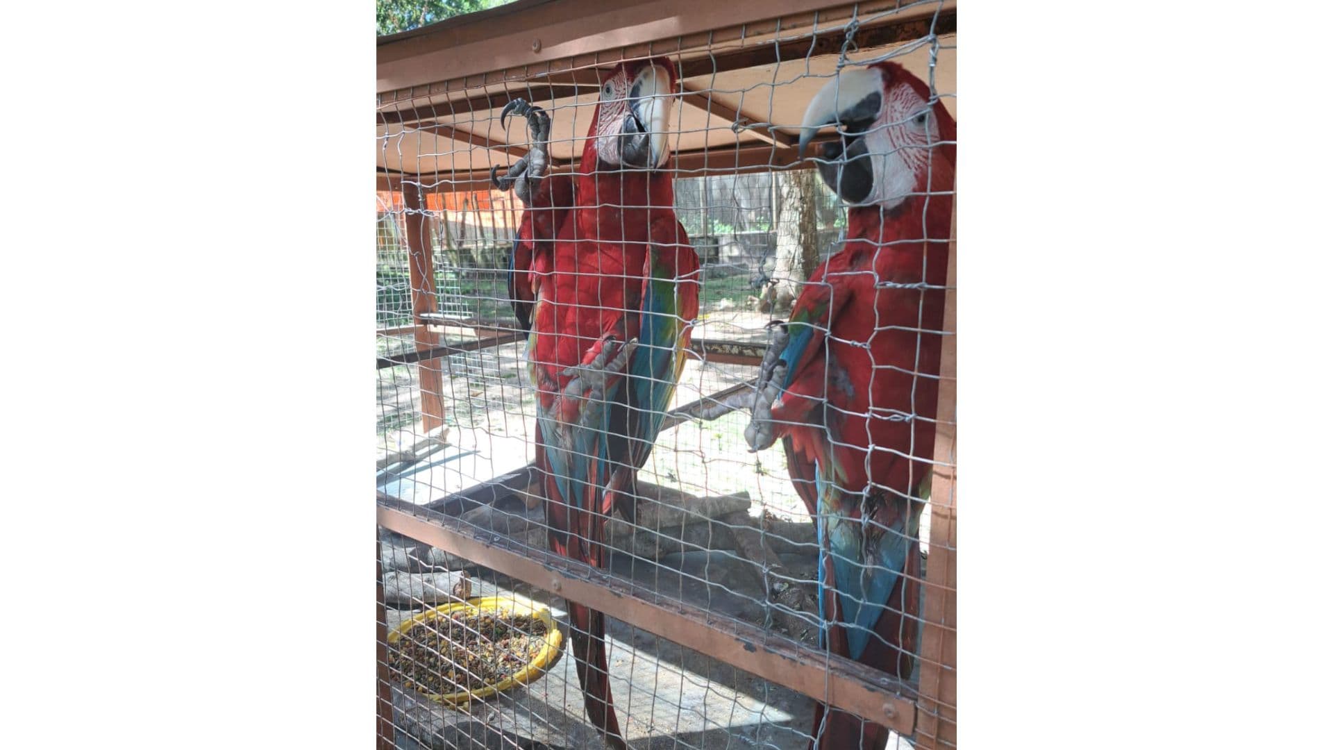 Aves resgatadas