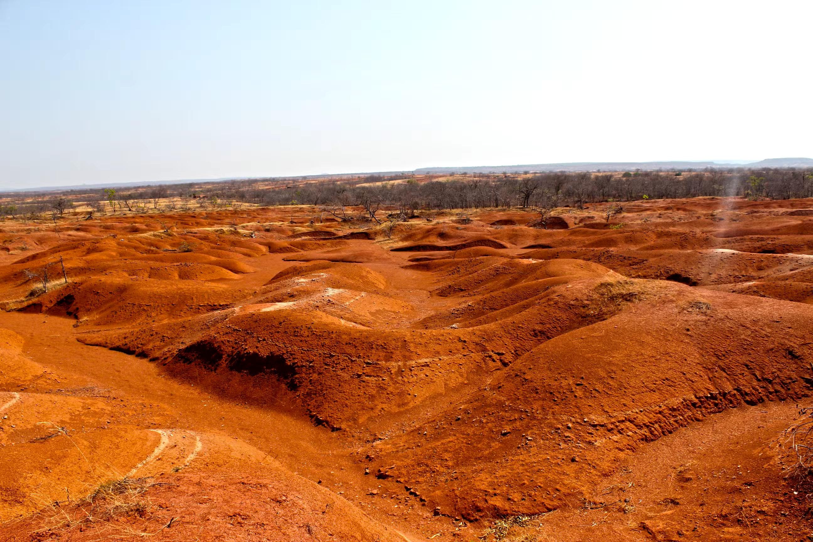 Piauí quer virar referência no combate à desertificação no Brasil.