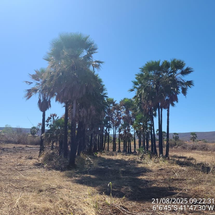 piaui-tem-queda-historica-no-desmatamento-ilegal-e-se-destaca-na-preservacao-ambiental