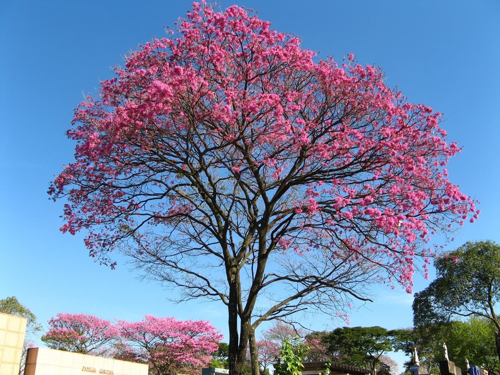 Piauí: onde cada árvore plantada aponta para o futuro