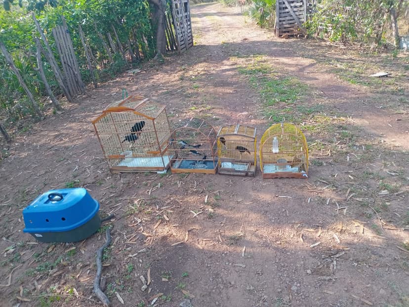 no-dia-de-defesa-da-fauna-piaui-celebra-com-soltura-de-26-animais-reabilitados