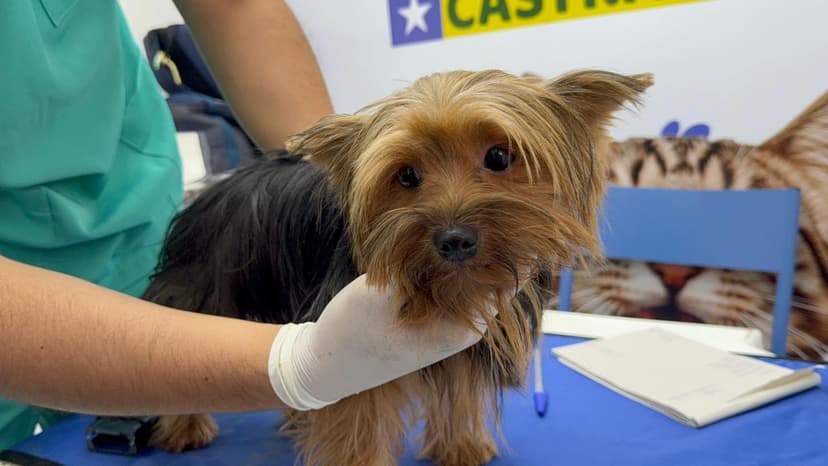 castramovel-leva-saude-e-respeito-aos-animais-em-hugo-napoleao