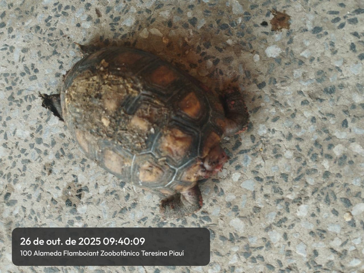 CETAS funciona como um hospital e um centro de reabilitação.