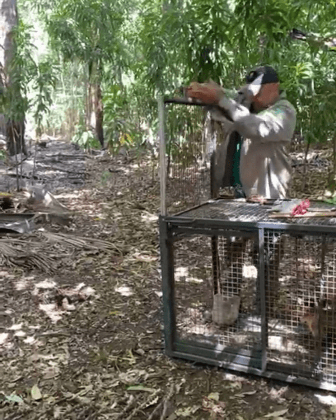 Soltura de macacos-prego na Serra Negra reforça compromisso do Piauí com a fauna silvestre
