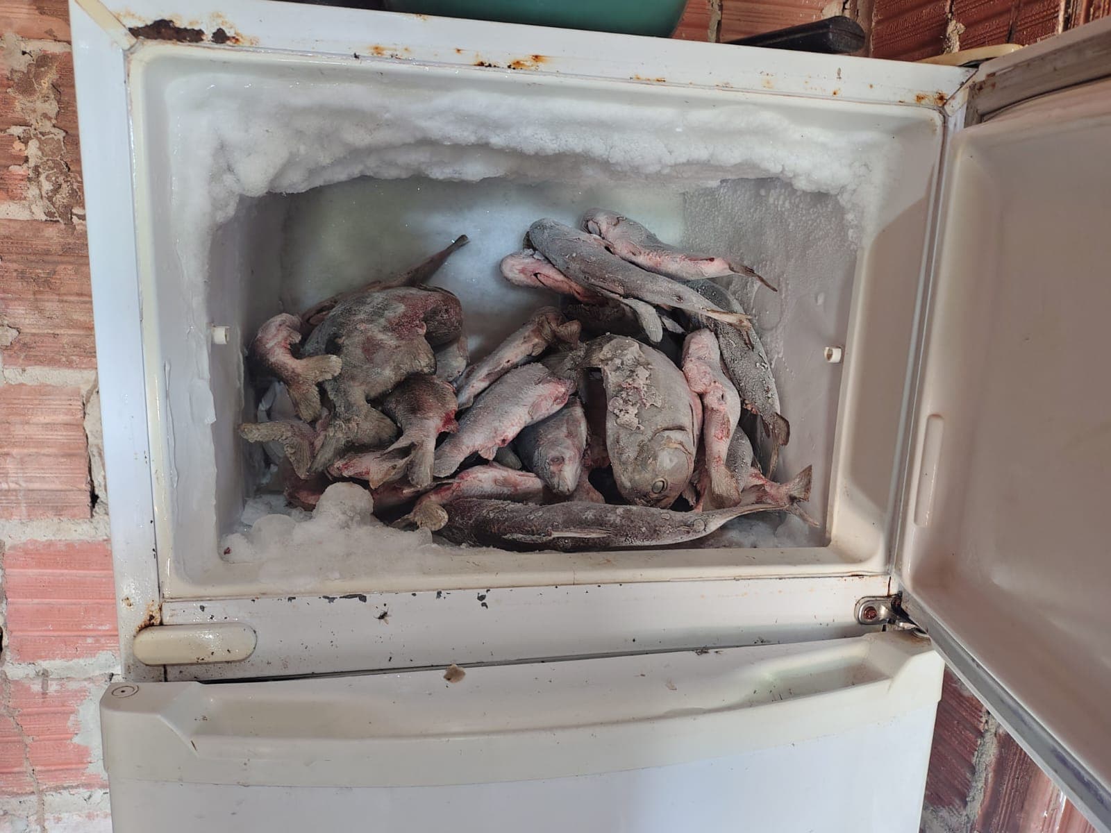 Fiscalização da Semarh flagra pescador em atividade e apreende 66 quilos de peixe durante piracema no Piauí