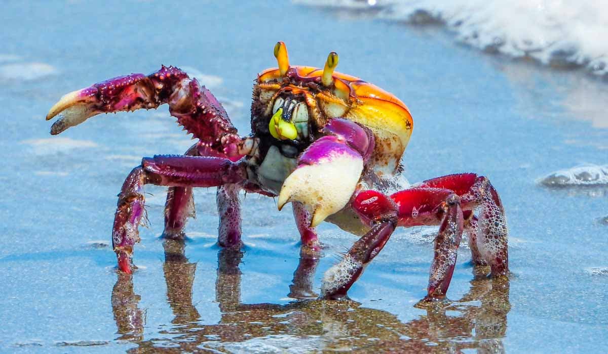 Defeso do caranguejo-uçá reforça proteção dos manguezais do Piauí em 2026