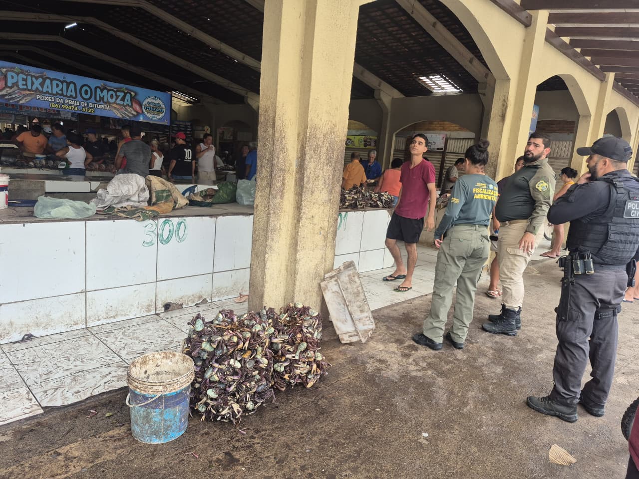 Semarh aprende quase 900 caranguejos-uçá durante operação no litoral do Piauí