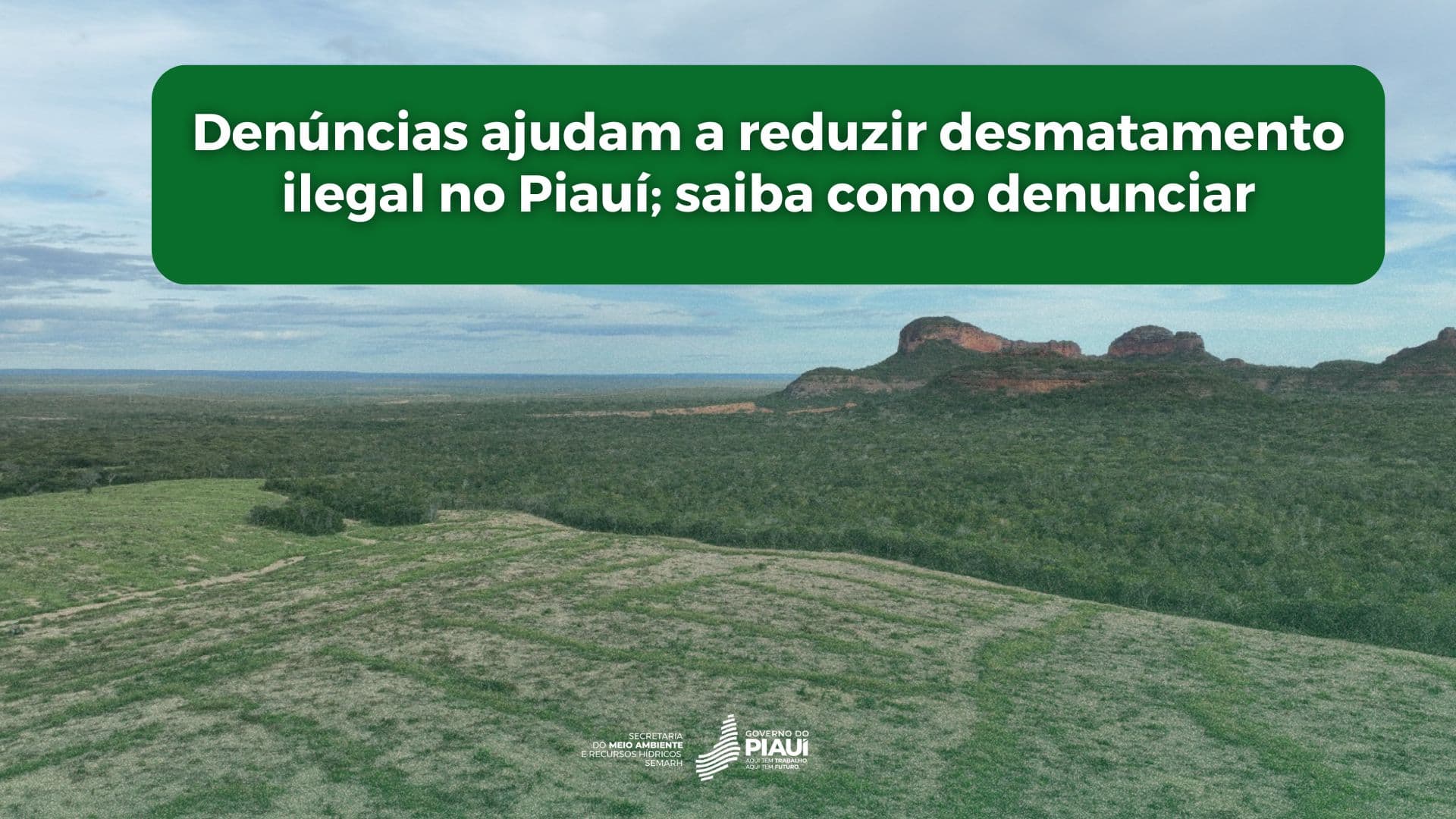 Denúncias ajudam a reduzir desmatamento ilegal no Piauí; saiba como denunciar